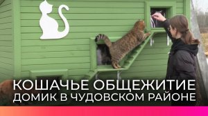 Настоящее кошачье общежитие появилось в Чудовском районе