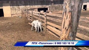 Зааненские козы. Разведение