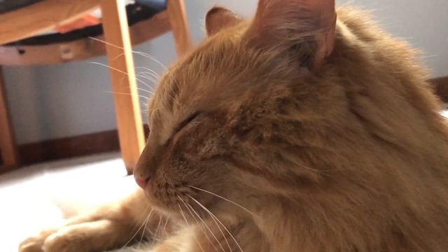 Bon Forgets His Deer Friends 🦌 смотреть онлайн