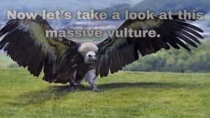 Pelagornis vs Argentavis 2021