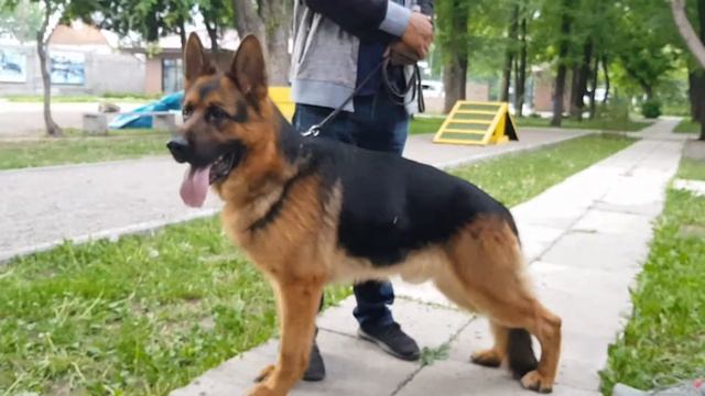 Цезарь смотреть онлайн