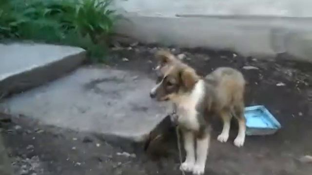 Крутая миссис Чевапчичи смотреть онлайн