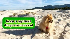 Бася и пустыня Флорианополиса!