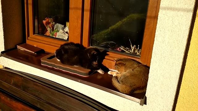 Когтяузеры на подоконнике. Солнце. смотреть онлайн
