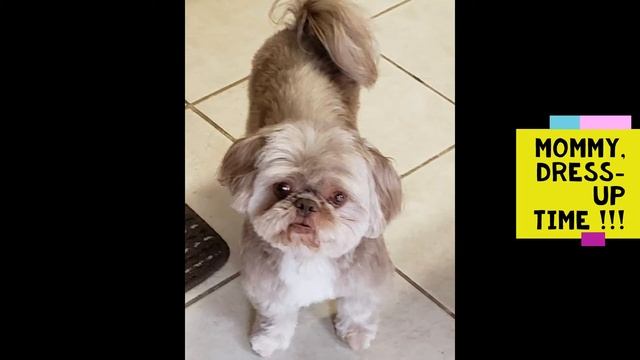 Mr Muffin - hardest dog life смотреть онлайн