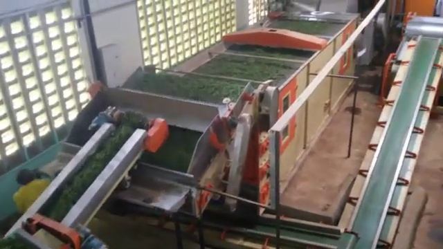 Green Tea Processing Line