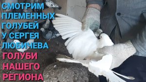 🔥🔥🔥 Смотрим племенных голубей у Сергея Любичева. Голуби нашего региона. Pigeons. Николаевские.