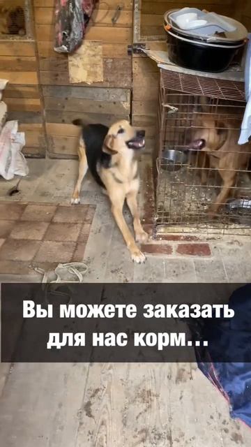 Очень нуждаемся в корме 🥹//Помогите хвостикам 🙏🏼//приют Преданное сердце