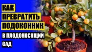 ❕ Купить домашнее лимонное дерево москва