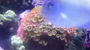 250 gallon REEF SYSTEM. Chapter 1. Reef Tank