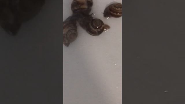 што делают улитки????? смотреть онлайн