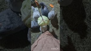 Лучшие витамины зимой для яйценоскости кур