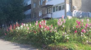 Мальва - королева июля.