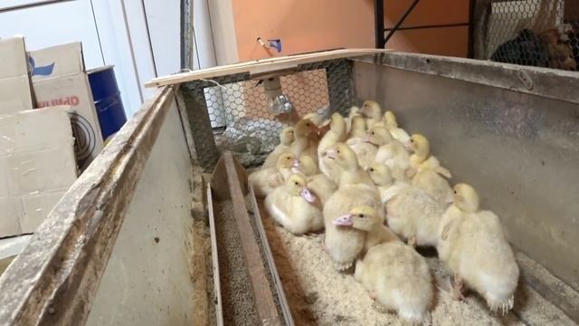 цыплята уже окрепли. опять купили новых!!! смотреть онлайн