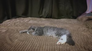 Ускоренные коты: беззаботная жизнь кота