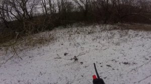 Добыл зайца, охота с РГ Баян. Рождение гонца