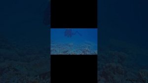 Дайвинг в Красном море. Черепаха на кораллах. Египет, Хургада