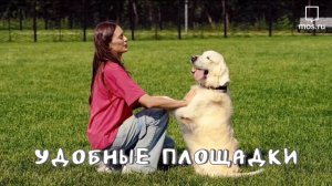 Ретривер Раш и Анастасия Светличная