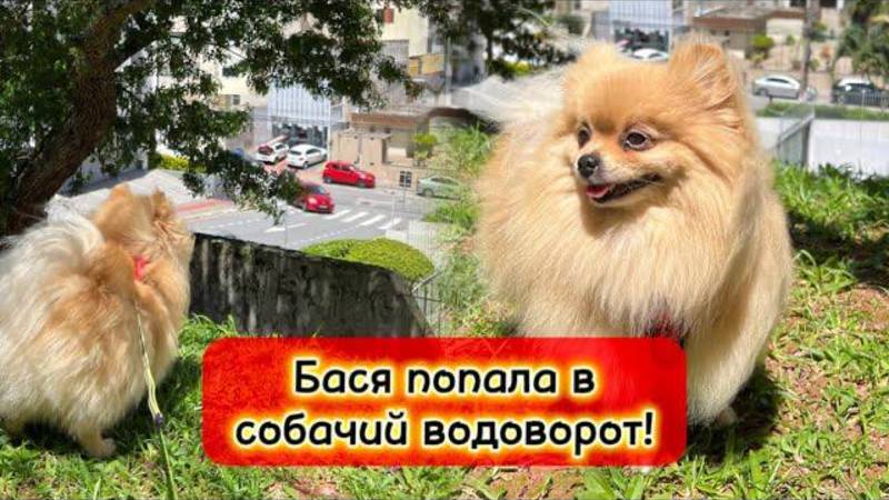 Бася попала в собачий водоворот!