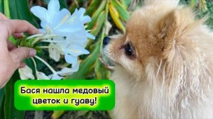 Бася нашла медовый цветок и гуаву!