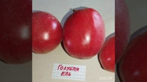 Обзор томатов Голубая ель , Зелёный тети Руби и Золото махараджи .