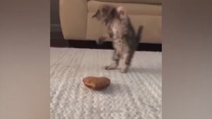 #138 Самые смешные животные. Приколы с котами и собаками