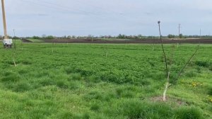 Люцерна как покрывная культура в ореховом саду. Сено из люцерны.