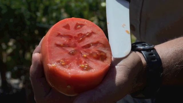 Tomato Tornado