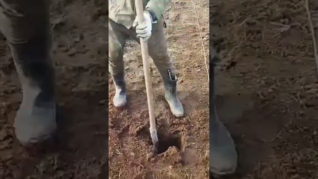 Как сажаем картошку, апрель 2023
