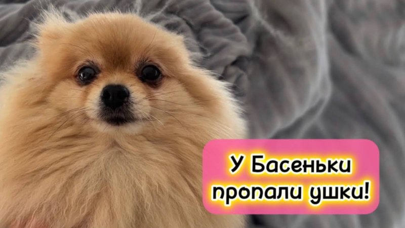 У Басеньки пропали ушки!