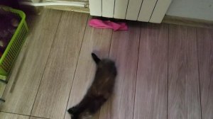 Ознакомление с моими кошками 27.01.2025