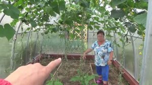 6 соток 15 июля 2020 года. Хроника.