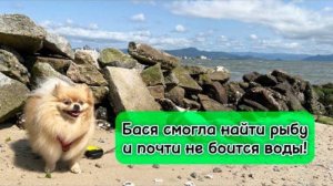 Бася смогла найти рыбу и почти не боится воды!
