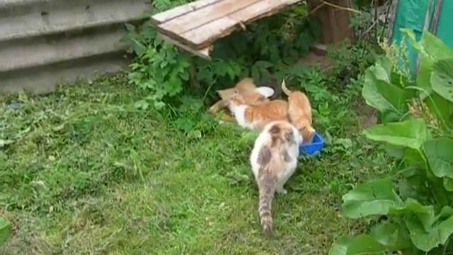 Кошка и котята. Пополнение в котосемье!