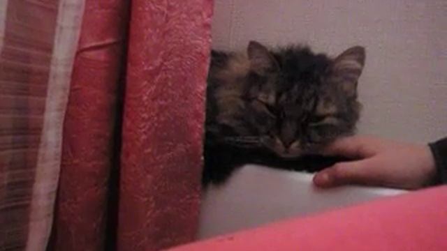 Фил трясет головой!!!! смотреть онлайн