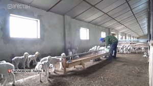 В фермерских хозяйствах Дагестана начался ранний окот