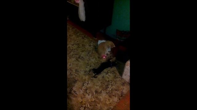 получила от кота смотреть онлайн