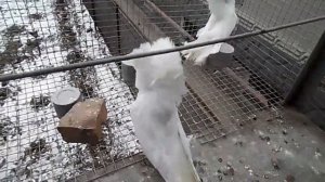 голуби Якобины