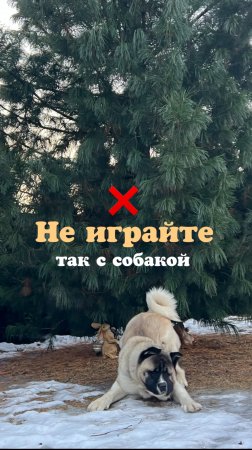 Не играйте так с собакой ❌