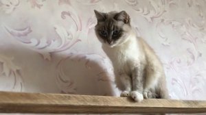 Кошка Муся очень любит пить кефир