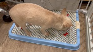 чихуашки и куриные лапки