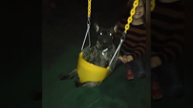Французский бульдог катается на качелях. И ей нравится смотреть онлайн