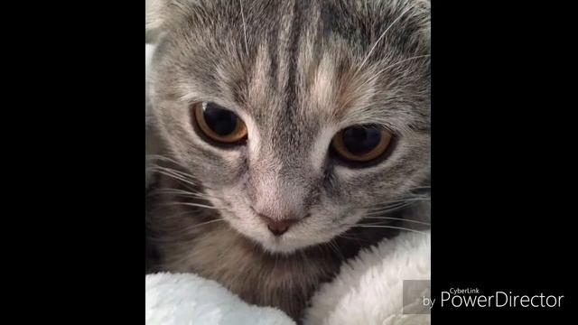 Моя кошка Мотя смотреть онлайн