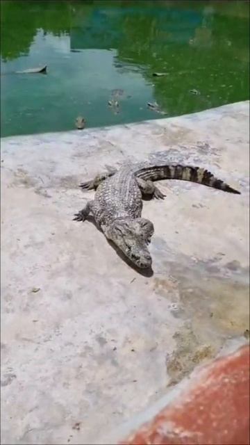 Photo with Tiger     #thailand #travel #animals #naturelovers #animallover #savetigers #crocodile