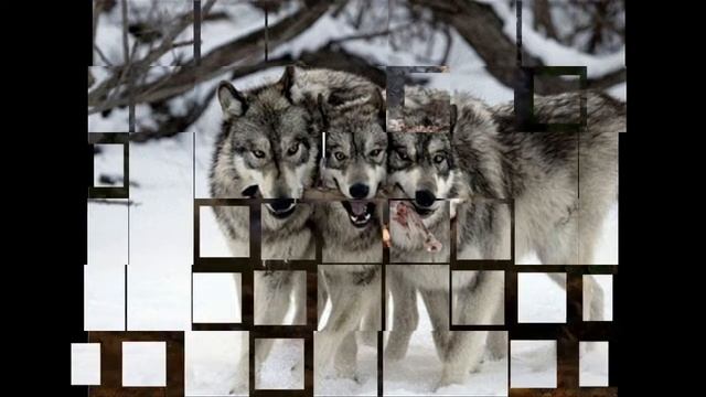 белые волки смотреть онлайн