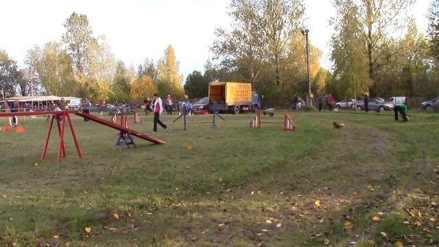 Мухина Светлана и Винтик  Кубок Санкт-Петербурга по аджилити (РКФ)27.09.15