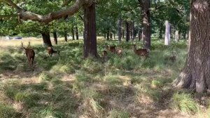 Олени в парке - 3 стадом бегают по парку