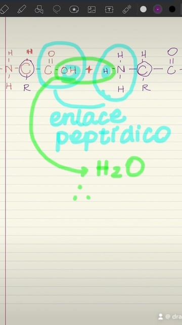 ¿Cómo se forma el enlace peptídico? #bioquimica #enlacesquimicos #enlacepeptidico