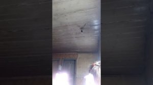 Злая пинки пай