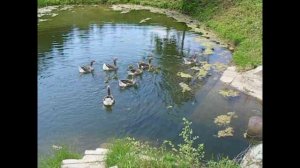 Великий Устюг. Два поколения гусей в Усадьбе Арлазорова.